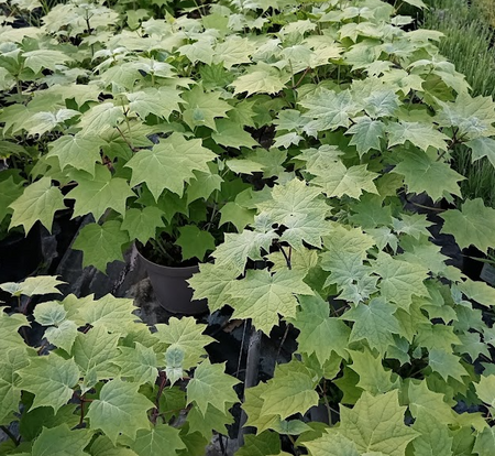 Kirengeshoma palmata - image 1
