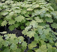 Kirengeshoma palmata - image 2