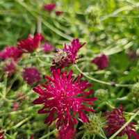 Knautia macedonica - image 1