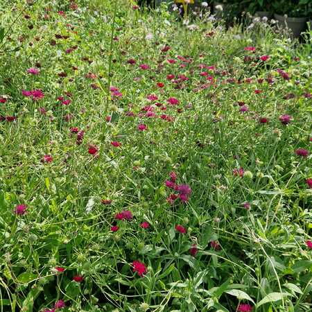 Knautia macedonica - image 2