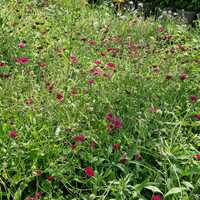 Knautia macedonica - image 2