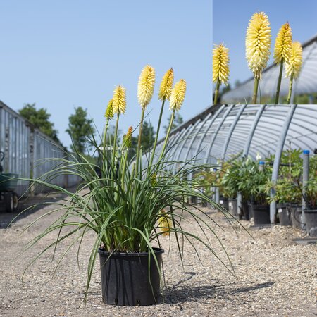 Kniphofia citrina
