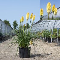 Kniphofia citrina