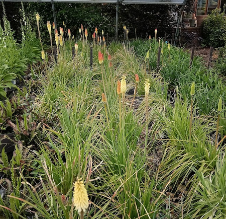 Kniphofia citrina - image 2