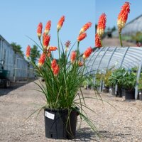 Kniphofia uvaria Grandiflora