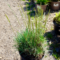 Koeleria glauca - image 2