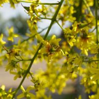 Koelreuteria paniculata - image 1