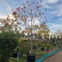 Koelreuteria paniculata - image 2