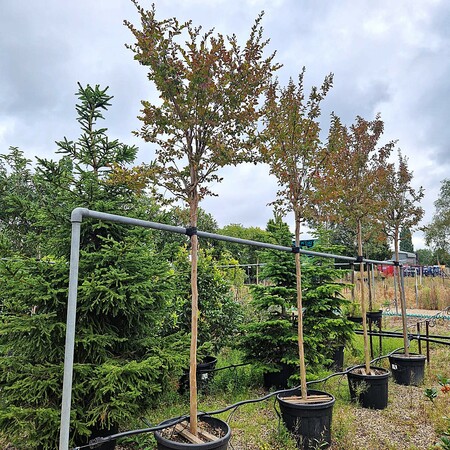 Lagerstroemia indica