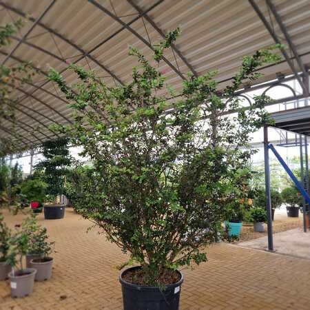 Lagerstroemia indica