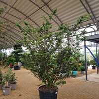 Lagerstroemia indica