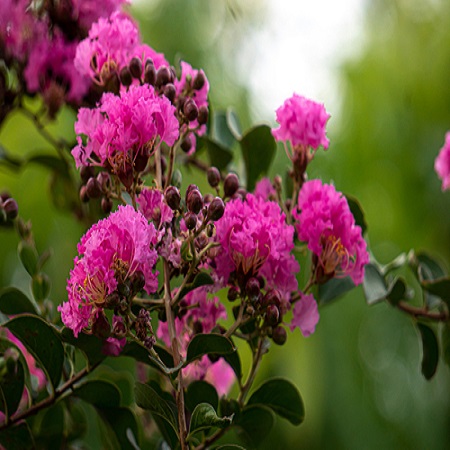 Lagerstroemia indica