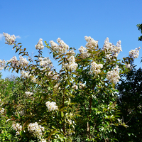 Lagerstroemia Sarah's Favorite - image 1