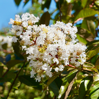 Lagerstroemia Sarah's Favorite - image 2