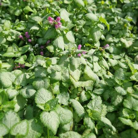 Lamium maculatum Beacon Silver