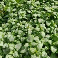 Lamium maculatum White Nancy