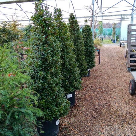 Laurus nobilis Bay Junior