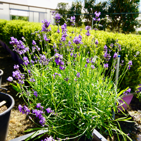 Lavandula ang. Dwarf Blue