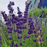Lavandula ang. Hidcote