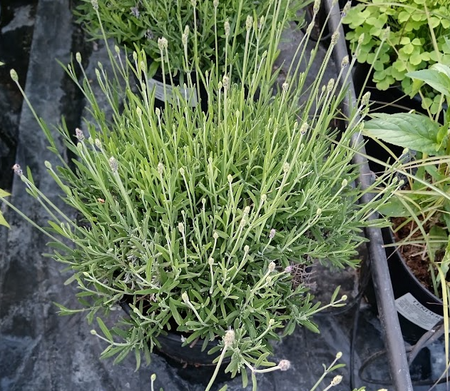 Lavandula ang. Hidcote