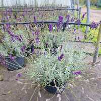 Lavandula ang. Imperial Gem