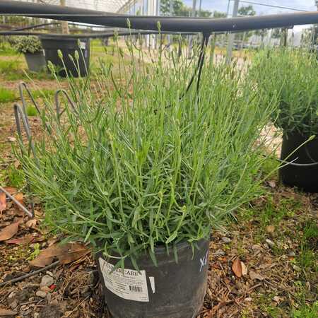 Lavandula ang. Imperial Gem