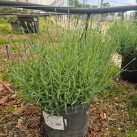 Lavandula ang. Imperial Gem