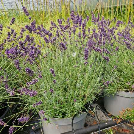 Lavandula ang. Imperial Gem