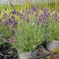 Lavandula ang. Imperial Gem