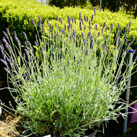 Lavandula x cha. Richard Gray