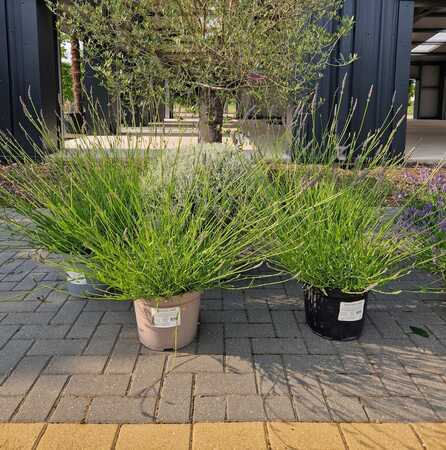 Lavandula x intermedia Phenomenal