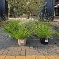 Lavandula x intermedia Phenomenal