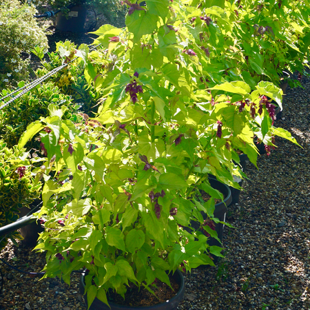 Leycesteria for. Golden Lanterns - image 1