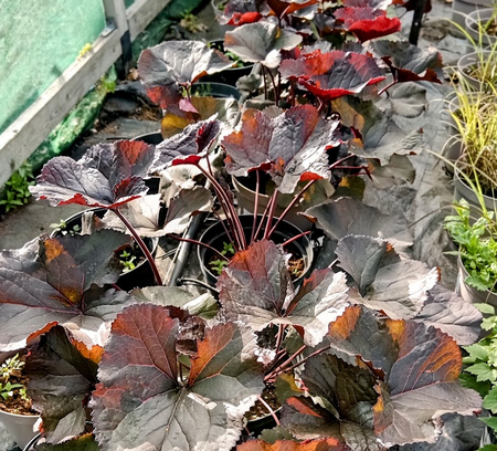 Ligularia den. Britt Marie Crawford