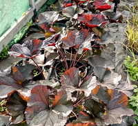 Ligularia den. Britt Marie Crawford