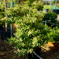 Ligustrum jap. Texanum Variegatum