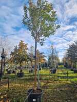 Ligustrum japonicum  Order online @ Tendercare