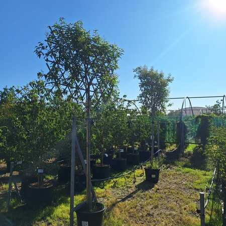 Ligustrum pleached