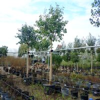 Ligustrum japonicum