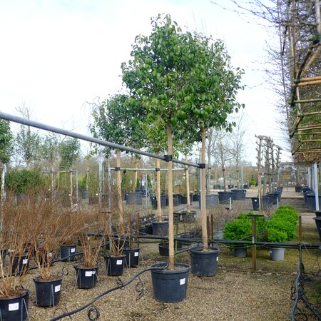 Ligustrum japonicum