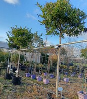 Ligustrum japonicum Texanum