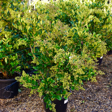 Ligustrum japonicum Texanum