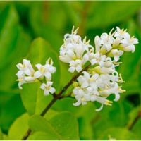 Ligustrum jonandrum | Order online @ Tendercare