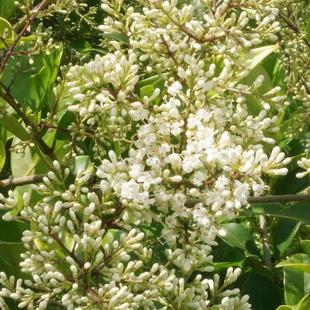 Ligustrum lucidum - image 2