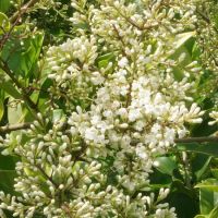 Ligustrum lucidum - image 4