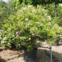 Ligustrum lucidum - image 3