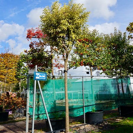 Ligustrum lucidum variegata