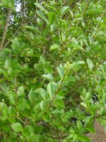 Ligustrum ovalifolium - image 2