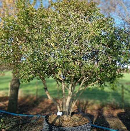 Ligustrum ovalifolium - Order online @ Tendercare