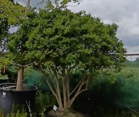 Ligustrum ovalifolium - Order online @ Tendercare